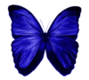 Edited By C-freedom Blue Butterfly Image